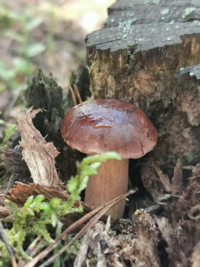 Drewniany Domek Nad Miedwiem Morzyczyn  Exteriér fotografie